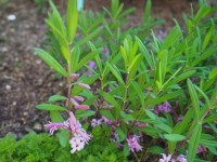 /album/fotogalerie-nabidka/polygonatum-graminifolium1-jpg/
